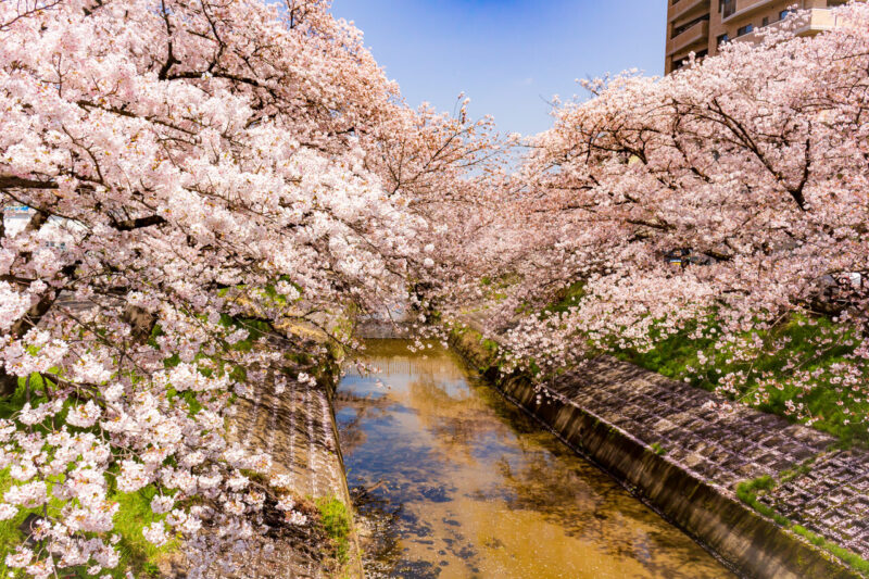 大和高田市