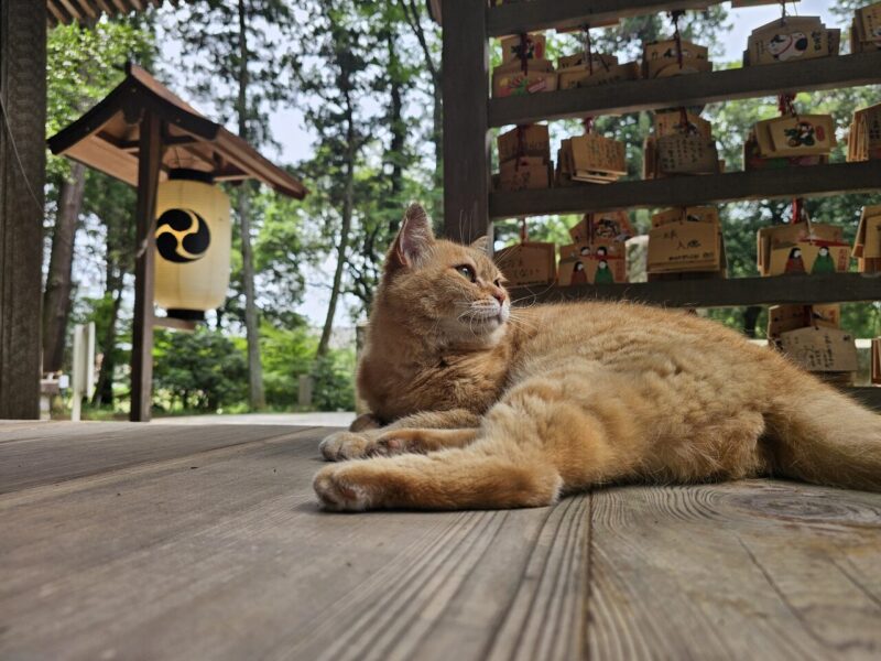 小山市